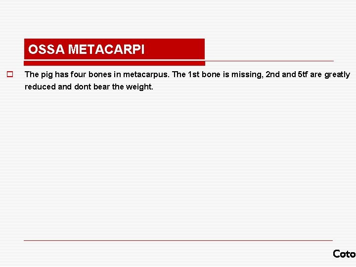 OSSA METACARPI o The pig has four bones in metacarpus. The 1 st bone
