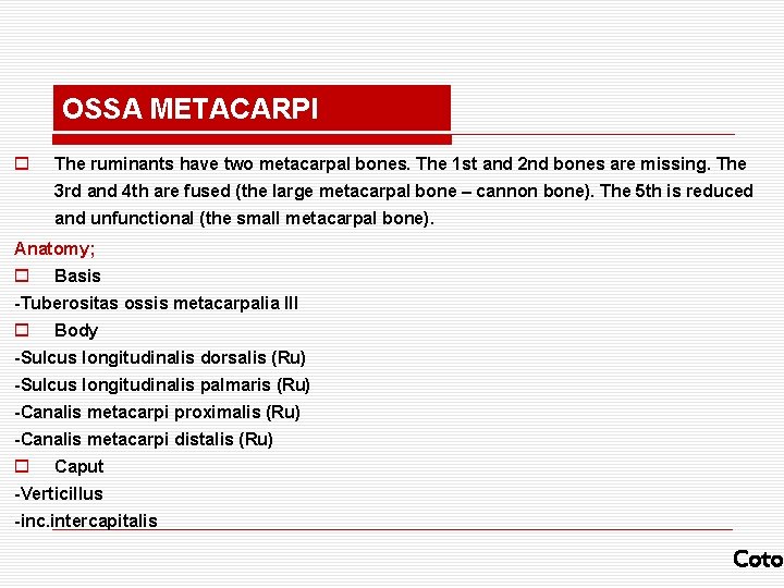 OSSA METACARPI o The ruminants have two metacarpal bones. The 1 st and 2