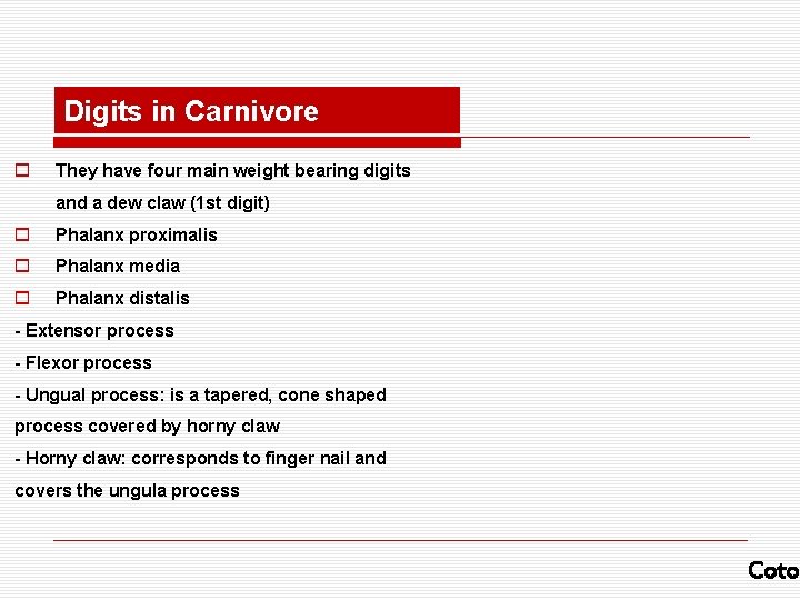 Digits in Carnivore o They have four main weight bearing digits and a dew