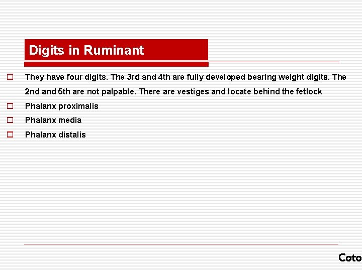 Digits in Ruminant o They have four digits. The 3 rd and 4 th