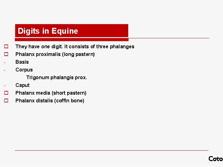 Digits in Equine o They have one digit. It consists of three phalanges o
