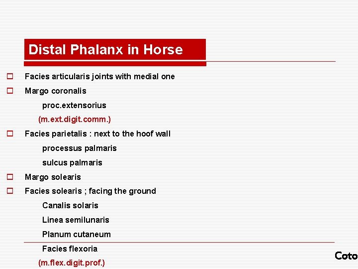 Distal Phalanx in Horse o Facies articularis joints with medial one o Margo coronalis