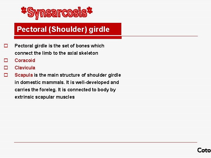 Pectoral (Shoulder) girdle o Pectoral girdle is the set of bones which connect the