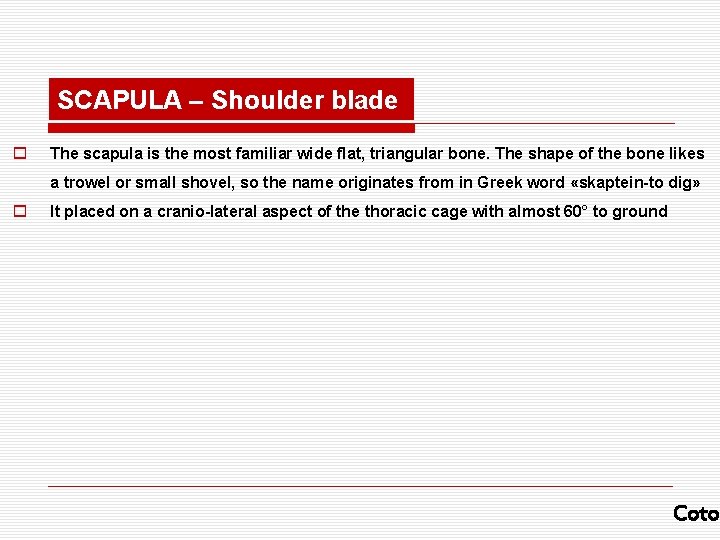 SCAPULA – Shoulder blade o The scapula is the most familiar wide flat, triangular