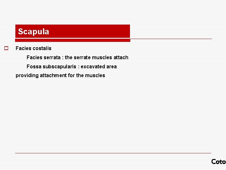 Scapula o Facies costalis Facies serrata : the serrate muscles attach Fossa subscapularis :