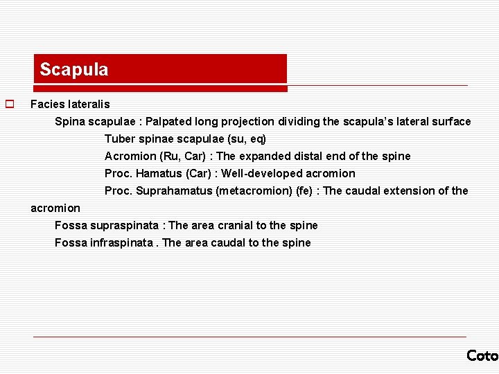 Scapula o Facies lateralis Spina scapulae : Palpated long projection dividing the scapula’s lateral