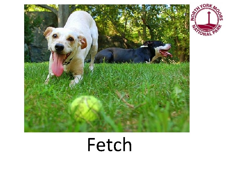 Fetch 