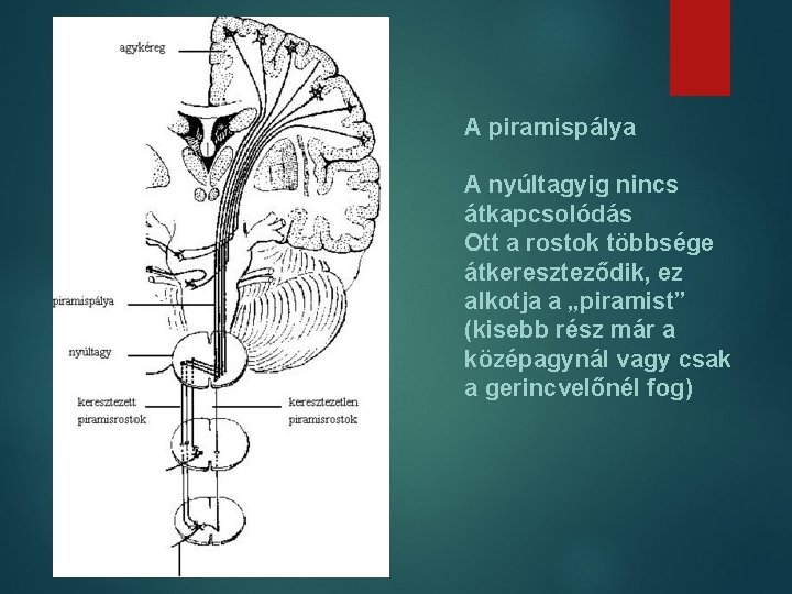 A piramispálya A nyúltagyig nincs átkapcsolódás Ott a rostok többsége átkereszteződik, ez alkotja a