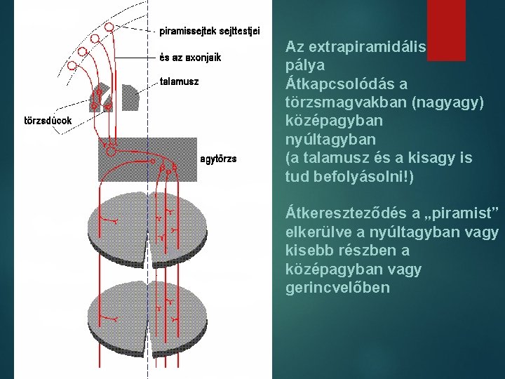 Az extrapiramidális pálya Átkapcsolódás a törzsmagvakban (nagyagy) középagyban nyúltagyban (a talamusz és a kisagy