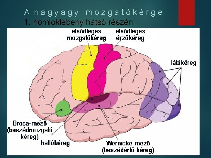 A nagyagy mozgatókérge 1. homloklebeny hátsó részén 