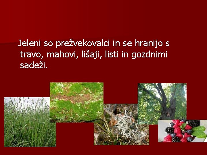 Jeleni so prežvekovalci in se hranijo s travo, mahovi, lišaji, listi in gozdnimi sadeži.