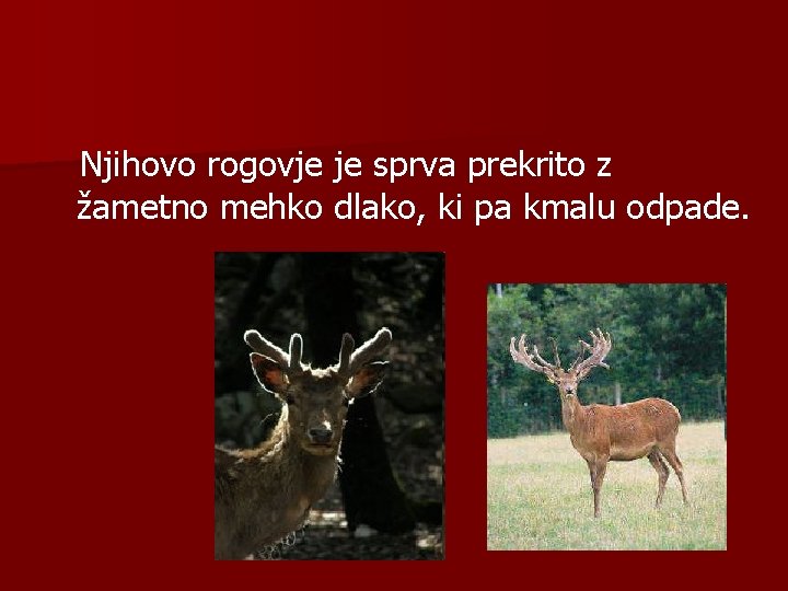 Njihovo rogovje je sprva prekrito z žametno mehko dlako, ki pa kmalu odpade. 