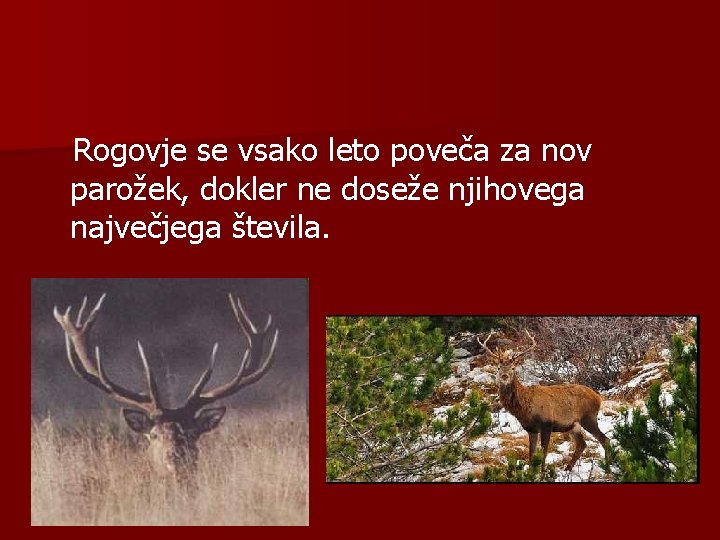 Rogovje se vsako leto poveča za nov parožek, dokler ne doseže njihovega največjega števila.