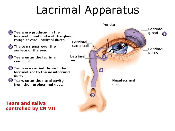 Lacrimal Apparatus Puncta Lacrimal gland 1 1 Tears are produced in the lacrimal gland