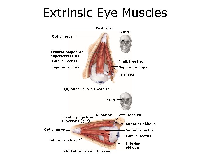 Extrinsic Eye Muscles Posterior View Optic nerve Levator palpebrae superioris (cut) Lateral rectus Medial