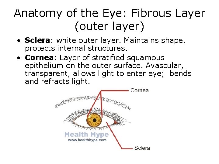 Anatomy of the Eye: Fibrous Layer (outer layer) • Sclera: white outer layer. Maintains