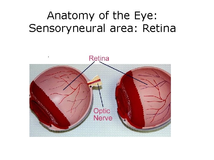 Anatomy of the Eye: Sensoryneural area: Retina 