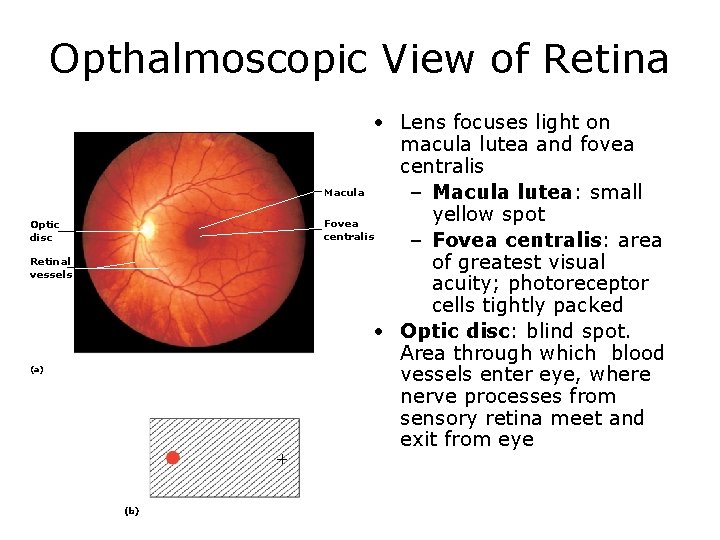 Opthalmoscopic View of Retina • Lens focuses light on macula lutea and fovea centralis