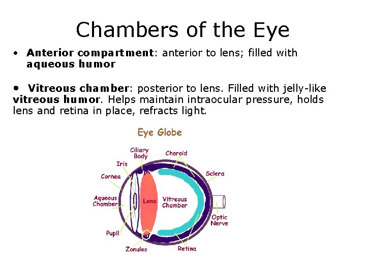 Chambers of the Eye • Anterior compartment: anterior to lens; filled with aqueous humor