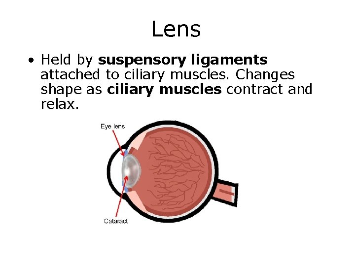 Lens • Held by suspensory ligaments attached to ciliary muscles. Changes shape as ciliary