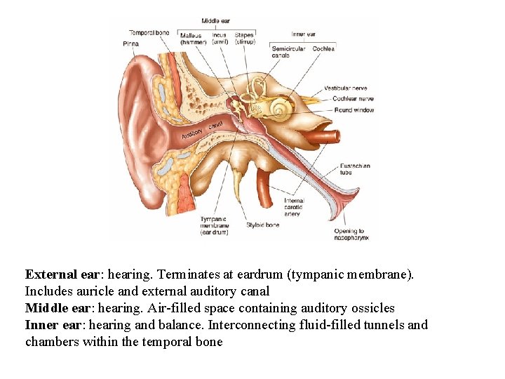 External ear: hearing. Terminates at eardrum (tympanic membrane). Includes auricle and external auditory canal