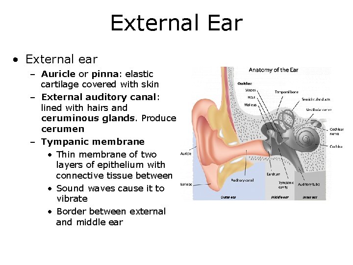 External Ear • External ear – Auricle or pinna: elastic cartilage covered with skin