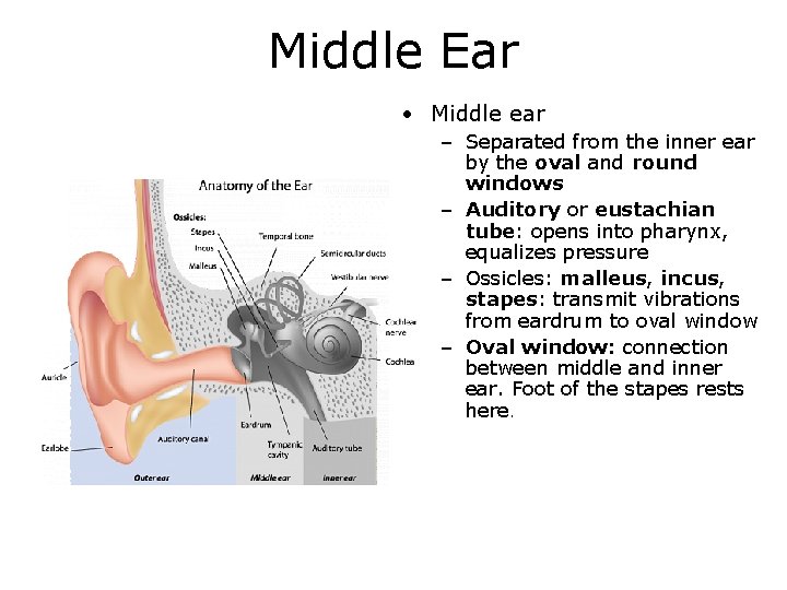 Middle Ear • Middle ear – Separated from the inner ear by the oval