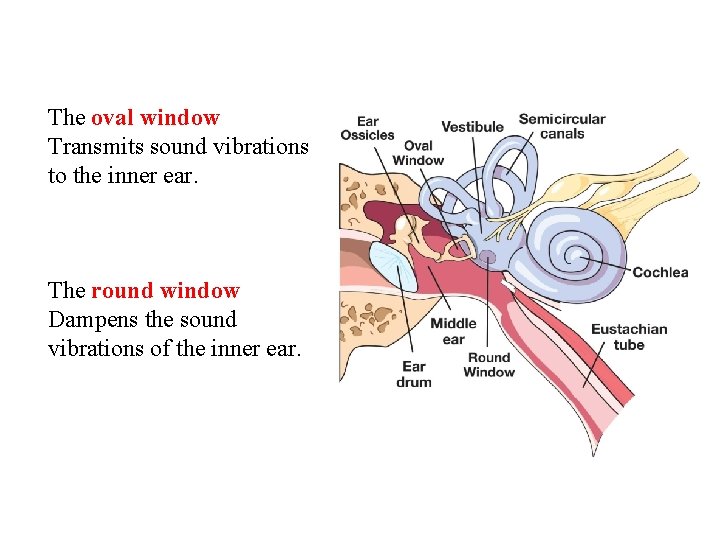 The oval window Transmits sound vibrations to the inner ear. The round window Dampens