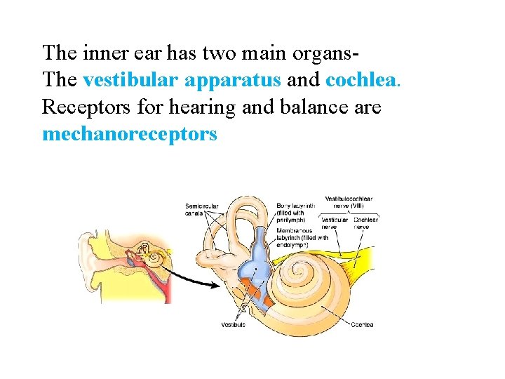 The inner ear has two main organs. The vestibular apparatus and cochlea. Receptors for