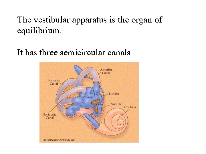 The vestibular apparatus is the organ of equilibrium. It has three semicircular canals 
