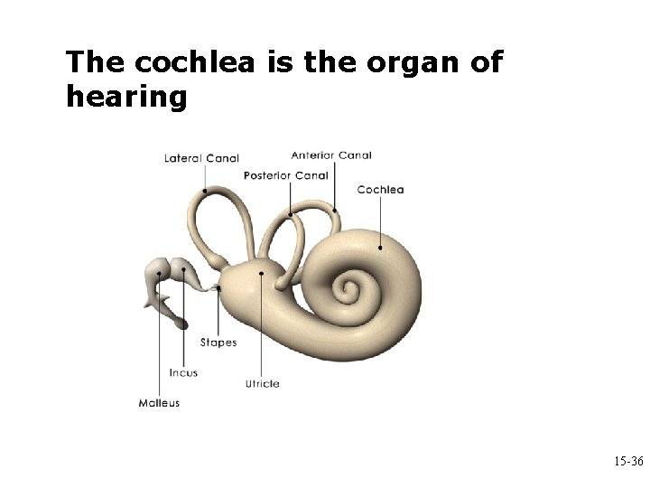 The cochlea is the organ of hearing 15 -36 