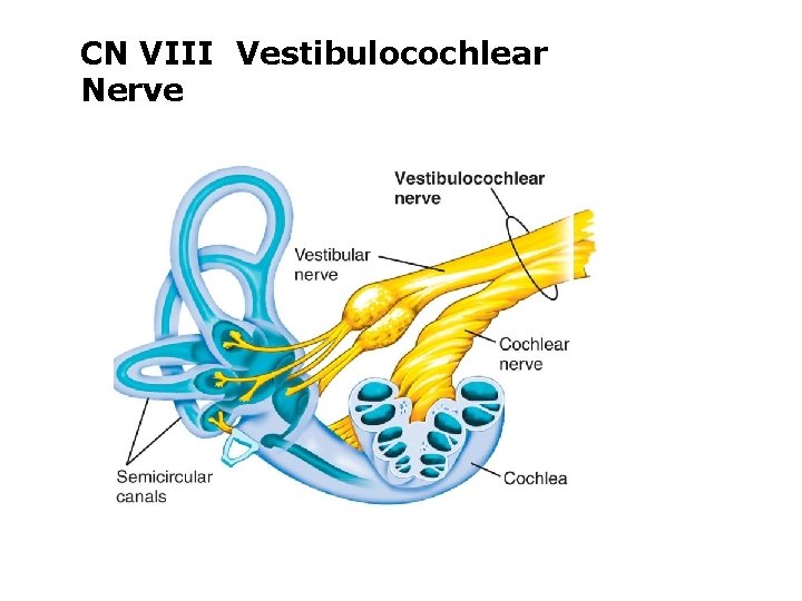 CN VIII Vestibulocochlear Nerve 