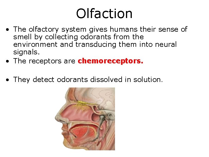 Olfaction • The olfactory system gives humans their sense of smell by collecting odorants