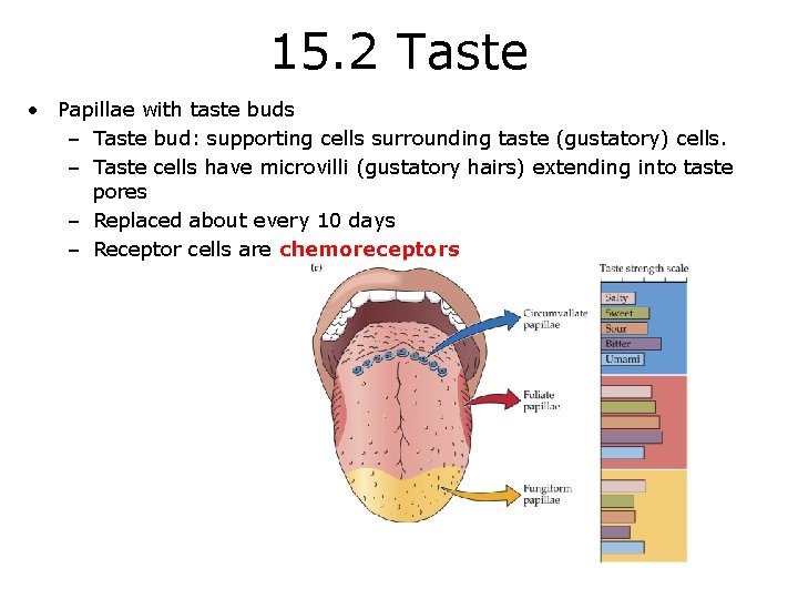 15. 2 Taste • Papillae with taste buds – Taste bud: supporting cells surrounding