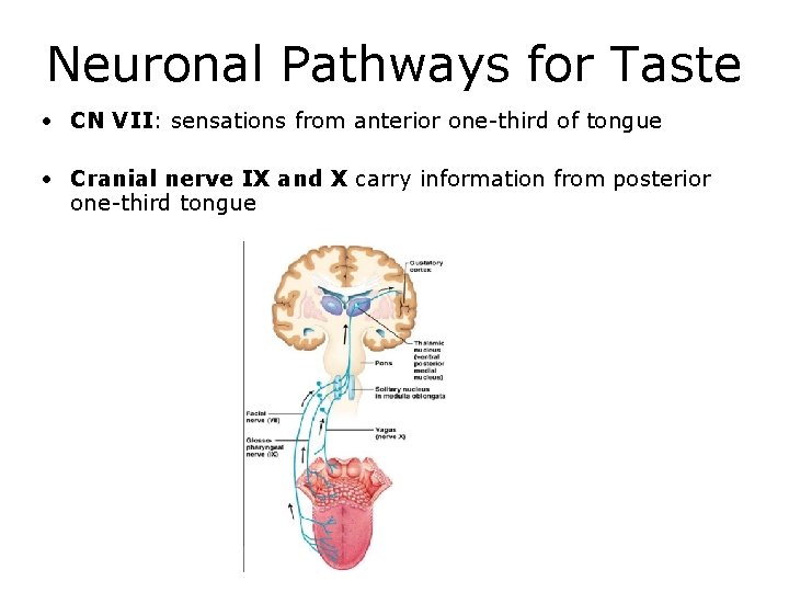 Neuronal Pathways for Taste • CN VII: sensations from anterior one-third of tongue •