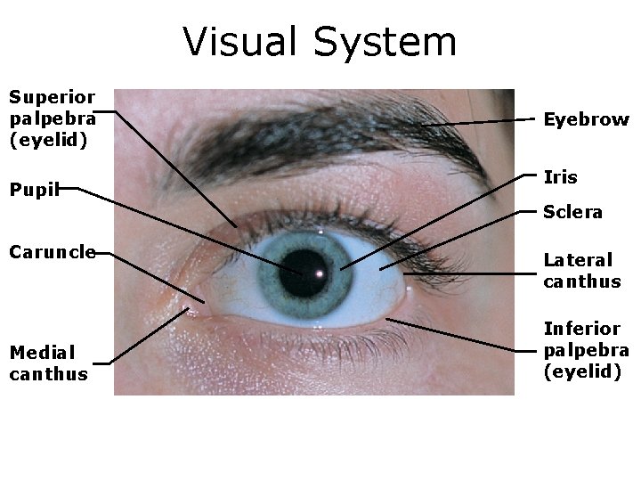 Visual System Superior palpebra (eyelid) Pupil Eyebrow Iris Sclera Caruncle Medial canthus Lateral canthus