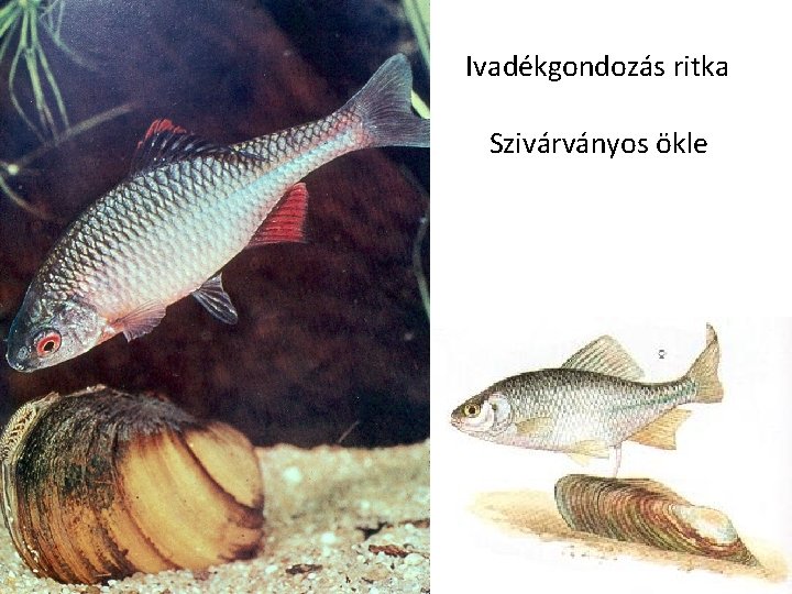 Ivadékgondozás ritka Szivárványos ökle Ivadékgondozás ritka Szivárványos ökle