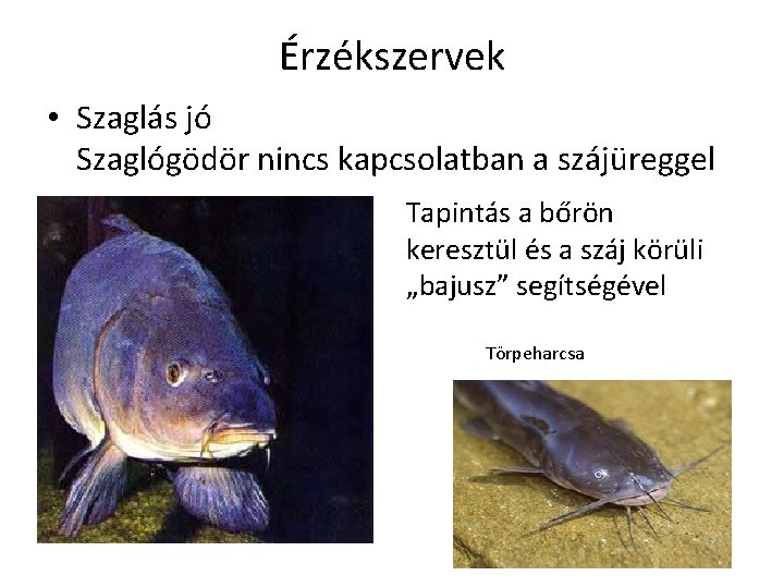 Érzékszervek • Szaglás jó Szaglógödör nincs kapcsolatban a szájüreggel Tapintás a bőrön keresztül és Érzékszervek • Szaglás jó Szaglógödör nincs kapcsolatban a szájüreggel Tapintás a bőrön keresztül és