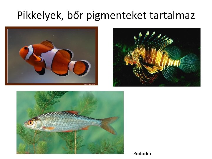 Pikkelyek, bőr pigmenteket tartalmaz Bodorka Pikkelyek, bőr pigmenteket tartalmaz Bodorka