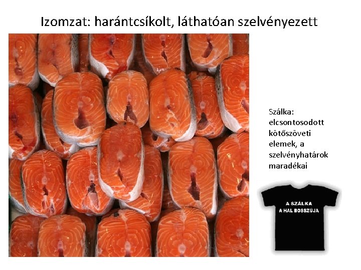 Izomzat: harántcsíkolt, láthatóan szelvényezett Szálka: elcsontosodott kötőszöveti elemek, a szelvényhatárok maradékai Izomzat: harántcsíkolt, láthatóan szelvényezett Szálka: elcsontosodott kötőszöveti elemek, a szelvényhatárok maradékai