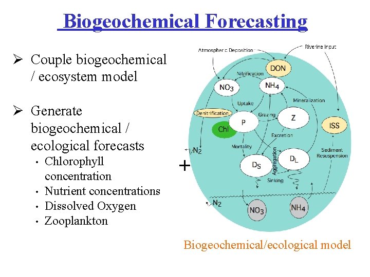 Biogeochemical Forecasting Ø Couple biogeochemical / ecosystem model Ø Generate biogeochemical / ecological forecasts