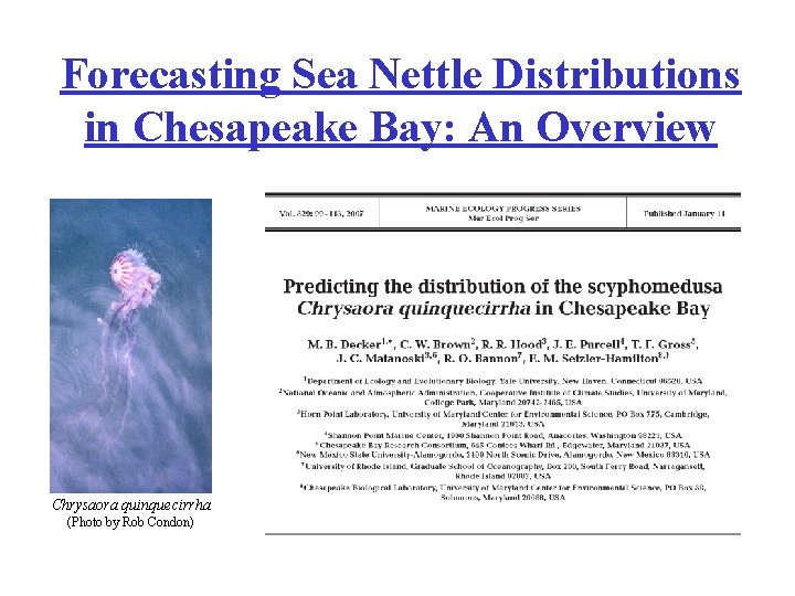 Forecasting Sea Nettle Distributions in Chesapeake Bay: An Overview Chrysaora quinquecirrha (Photo by Rob