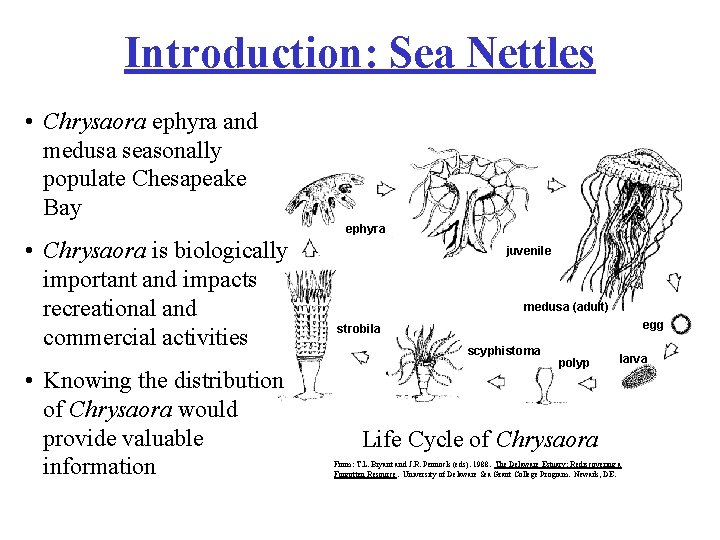 Introduction: Sea Nettles • Chrysaora ephyra and medusa seasonally populate Chesapeake Bay ephyra •