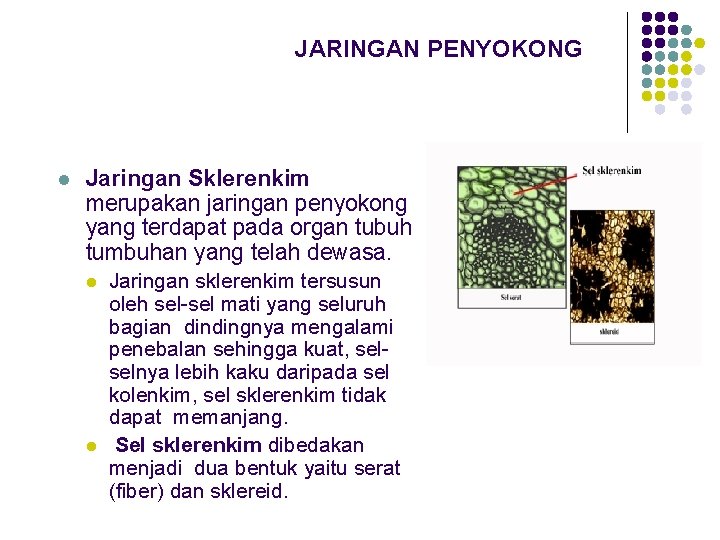 JARINGAN PENYOKONG l Jaringan Sklerenkim merupakan jaringan penyokong yang terdapat pada organ tubuh tumbuhan