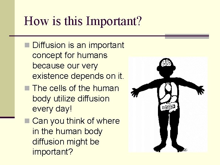 How is this Important? n Diffusion is an important concept for humans because our How is this Important? n Diffusion is an important concept for humans because our