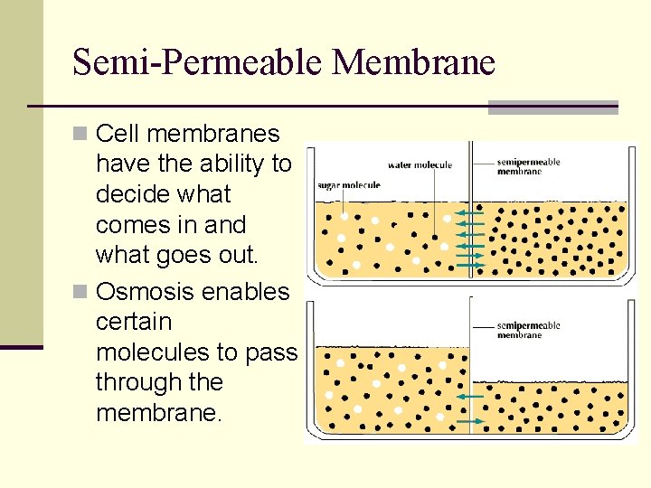 Semi-Permeable Membrane n Cell membranes have the ability to decide what comes in and Semi-Permeable Membrane n Cell membranes have the ability to decide what comes in and