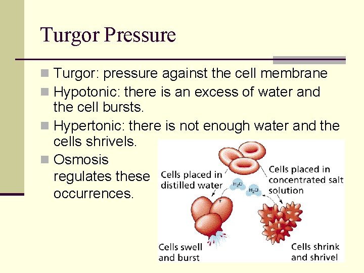 Turgor Pressure n Turgor: pressure against the cell membrane n Hypotonic: there is an Turgor Pressure n Turgor: pressure against the cell membrane n Hypotonic: there is an