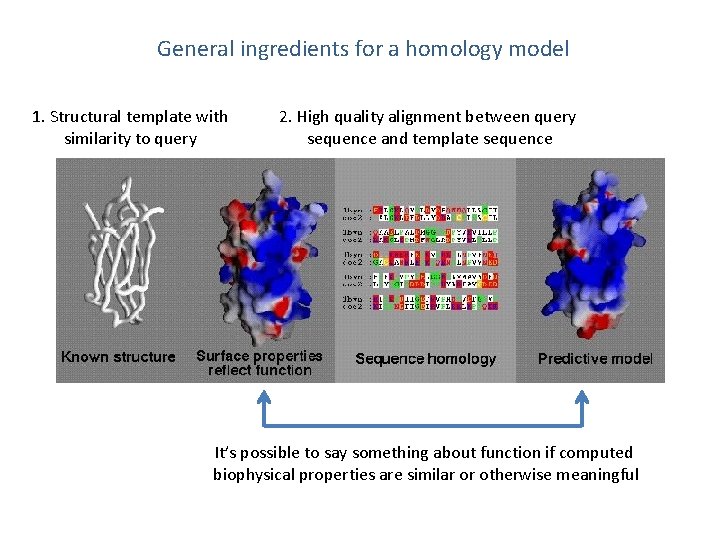 General ingredients for a homology model 1. Structural template with similarity to query 2.