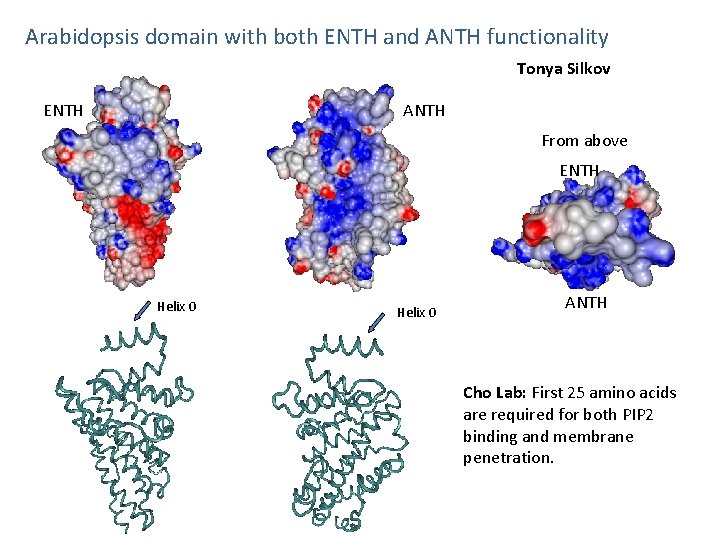Arabidopsis domain with both ENTH and ANTH functionality Tonya Silkov ENTH ANTH From above