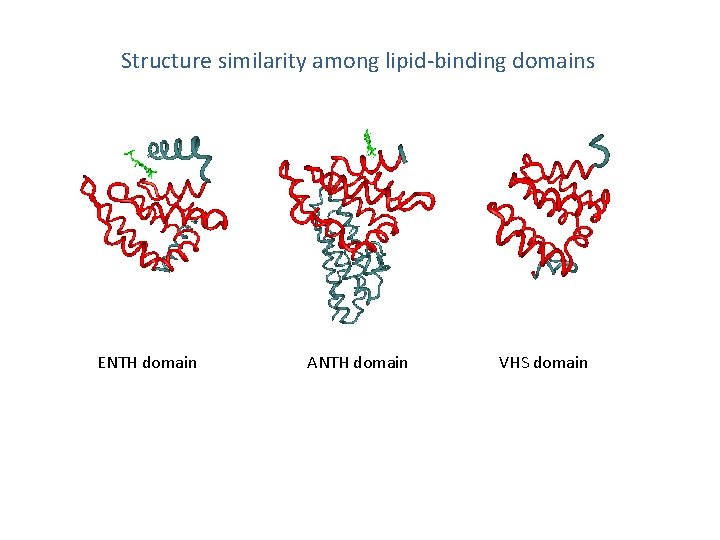 Fig. 1 Structure similarity among lipid-binding domains ENTH domain ANTH domain VHS domain 